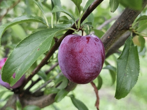 Prunus  hoogstam hele oude pruimenboom