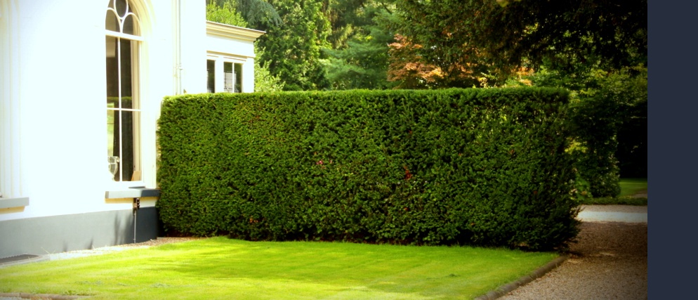 Alles over het snoeien van een taxus