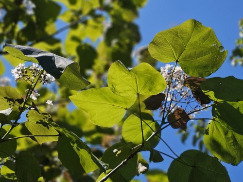Catalpa x erubescens Purpurea