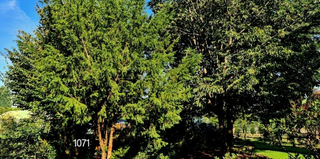 Groene bomen, het hele jaar door