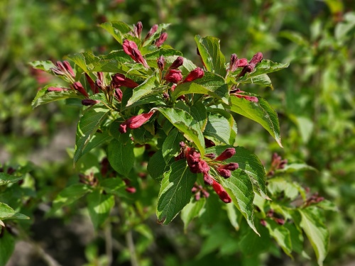 Weigela florida 'Red Prince' bloemknoppen begin mei