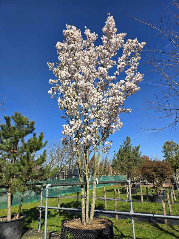 Japanse sierkers