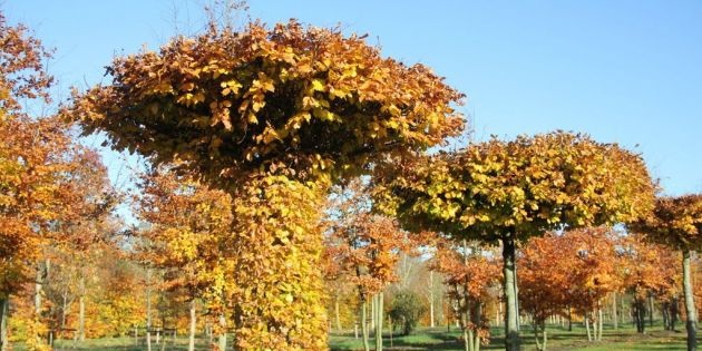 Dak bomen