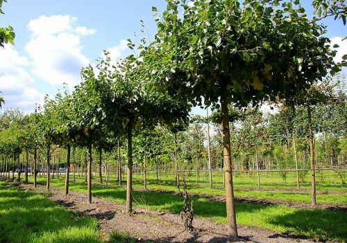Daklinde - Tilia x europaea 'Euchlora'
