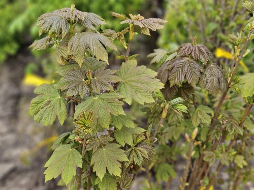 Acer pseudoplatanus