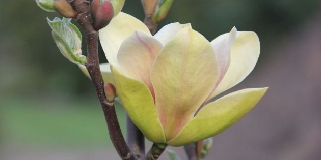 De bloesembomen gaan weer bloeien