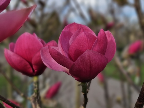 Bloesem Magnolia 'Watermelon'