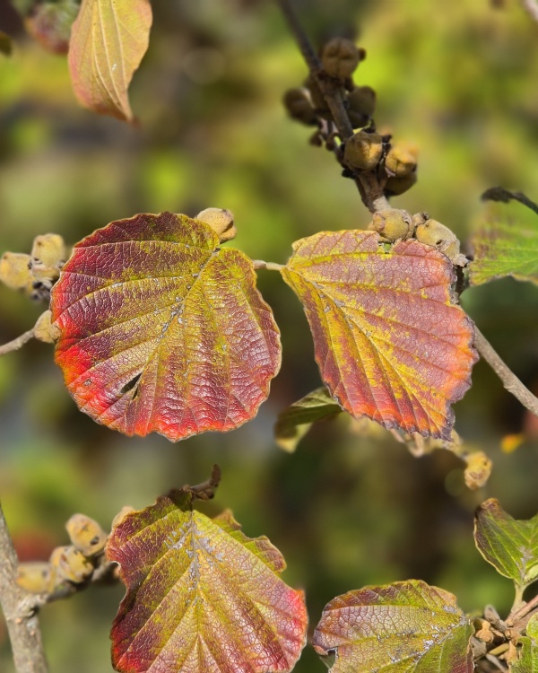 Zaubernuss mit Duft und Farbe