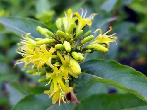 Diervilla 'Butterfly' - Diervilla sessilifolia 'Butterfly'