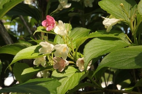 Diervilla rivularis struik