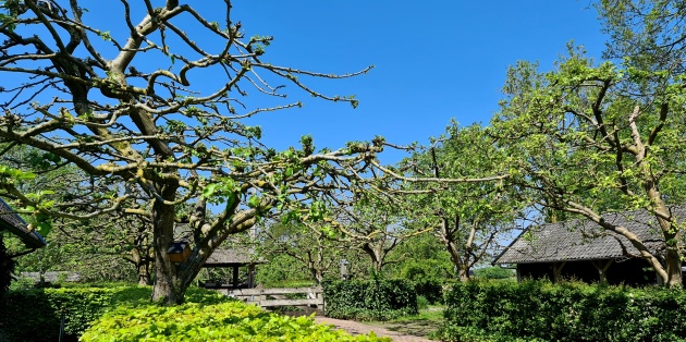 Appelbomen in uw tuin.
