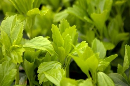 Dikkemanskruid 'Green Carpet' - Pachysandra term. 'Green Carpet'