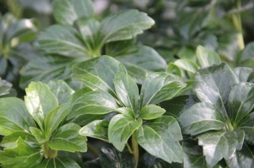 Dikkemanskruid 'Green Sheen' - Pachysandra term. 'Green Sheen'