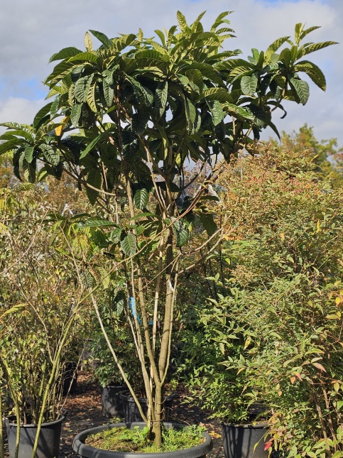 Japanse Wolmispel - Eriobotrya japonica