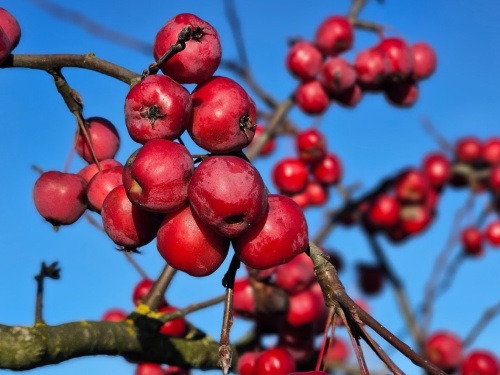 Sierappel 'Red Sentinel', leivorm draagt ook vruchten