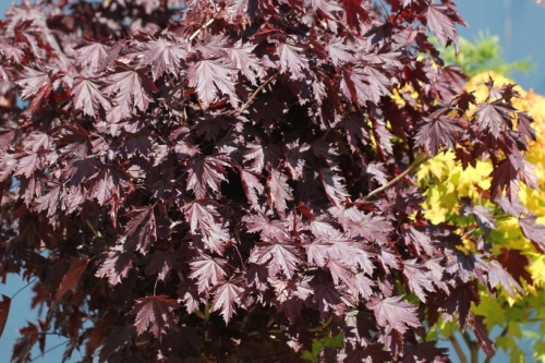 Acer platanoides 'Crimson Sentry' bolvorm op kwekerij