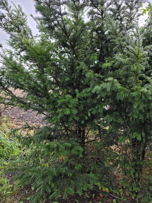 Taxus Venijnboom