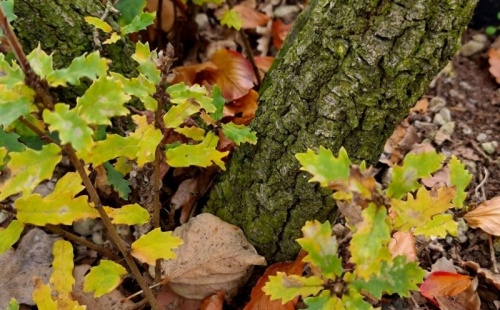 Quercus pubescens, Donzige eik