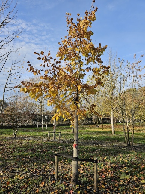 Tilia Henryana, De druipvrije Chinese Lindeboom. herfst in november 2025