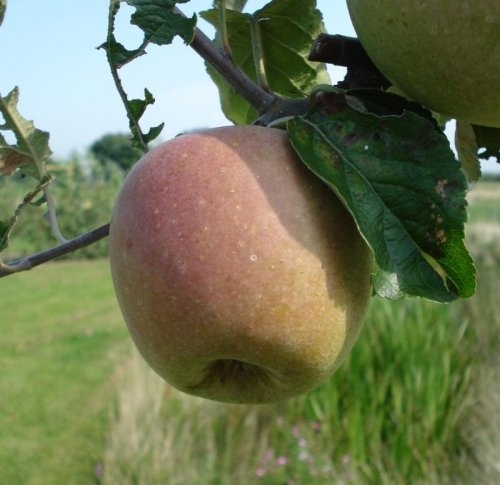 Droogappel 'Dubbele Binderzoet'  - Malus domestica 'Dubbele Binderzoet'
