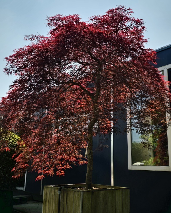 Japanse Esdoorn