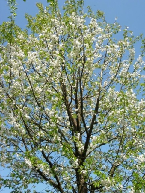 Prunus avium 'Plena'  dubbele witte sierkers in het vroege voorjaar