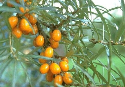 Duindoorn - Hippophae rhamnoides