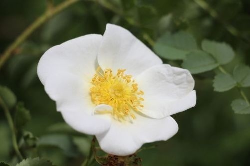 Duinroos - Rosa pimpinellifolia