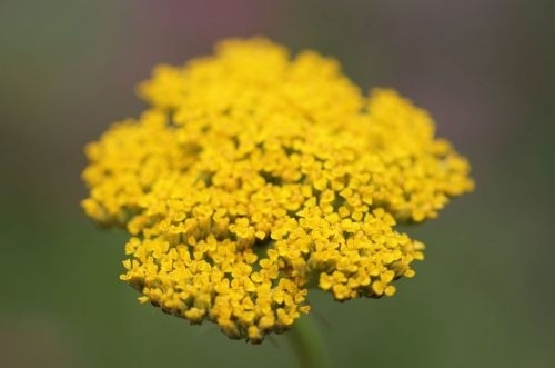 Duizendblad geel - Achillea filip. 'Cloth of gold'