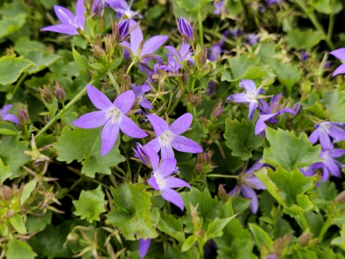 Het Kruipklokje met diep blauwe bloemen