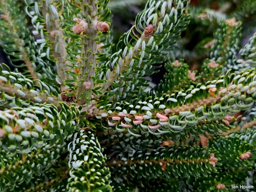 Abies koreana 'Silberlocke'
