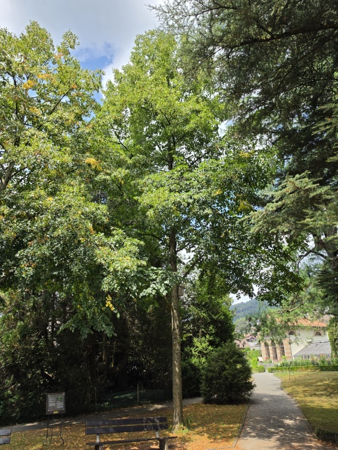 Tilia x Euchlora. Krimlinde als gesnoeide bomen bij de oprit