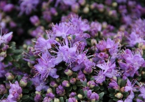 Dwerg Rododendron 'Gristede' met paarse bloemen
