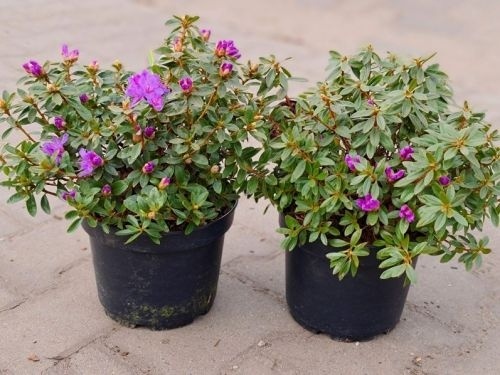 zwerg rhododendron orange Garten Azalee Golden Eagle main image 0