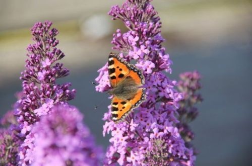 Dwerg Vlinderstruik 'Flutterby Pink' sierheesters te koop!