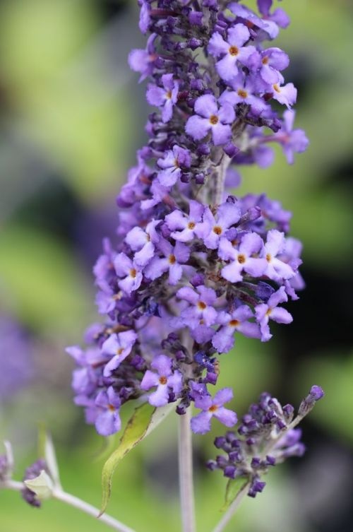 Dwerg Vlinderstruik 'Free Petite Blue Heaven' met prachtige blauwe bloempluimen
