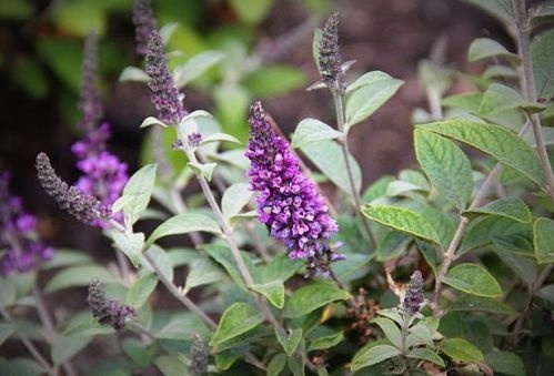 Vlinderstruik 'Lilac Chip' is een compacte sierheester met bloemen