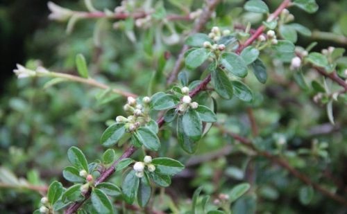 Cotoneaster suecicus Coral Beauty 