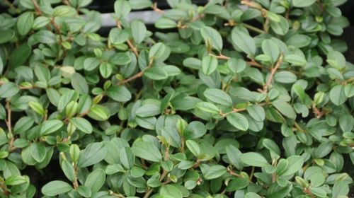 Cotoneaster dammeri Major