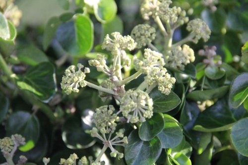 Dwergstruik klimop - Hedera helix 'Arbori Compact'