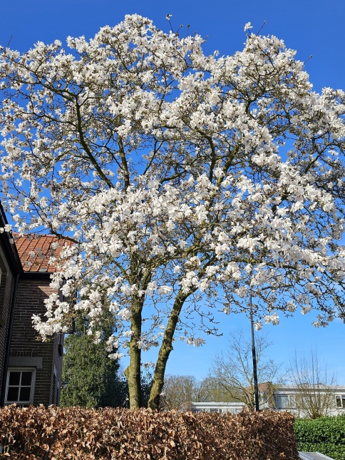 Magnolia kobus