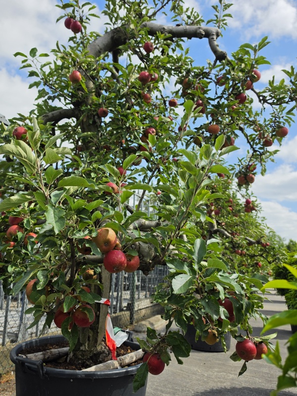 Appel 'Elstar'