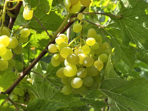 witte druif Riesling