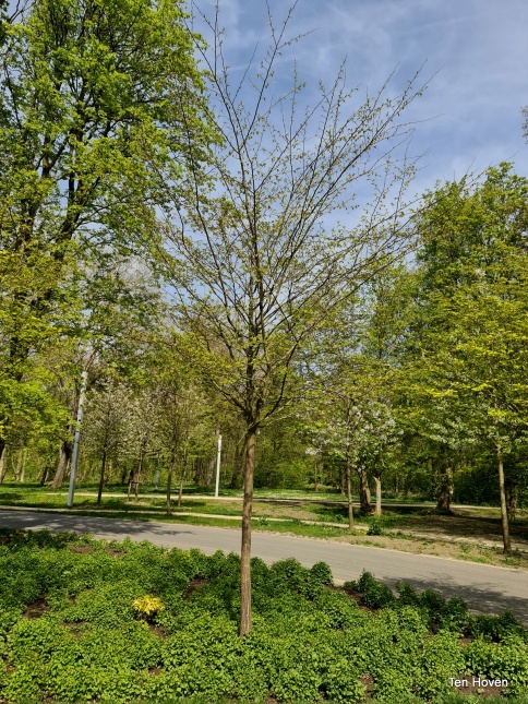 Japanse haagbeuk hoogstam bomen in het zomerblad