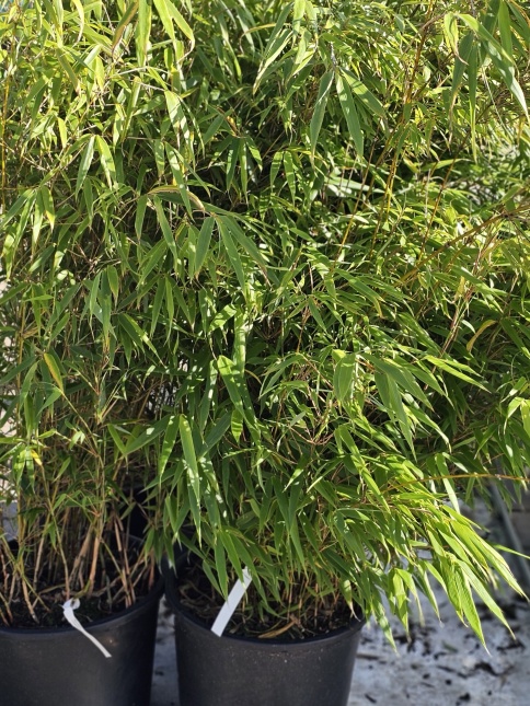 Fargesia Rufa in oktober