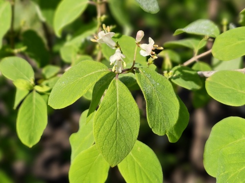 Lonicera tatarica