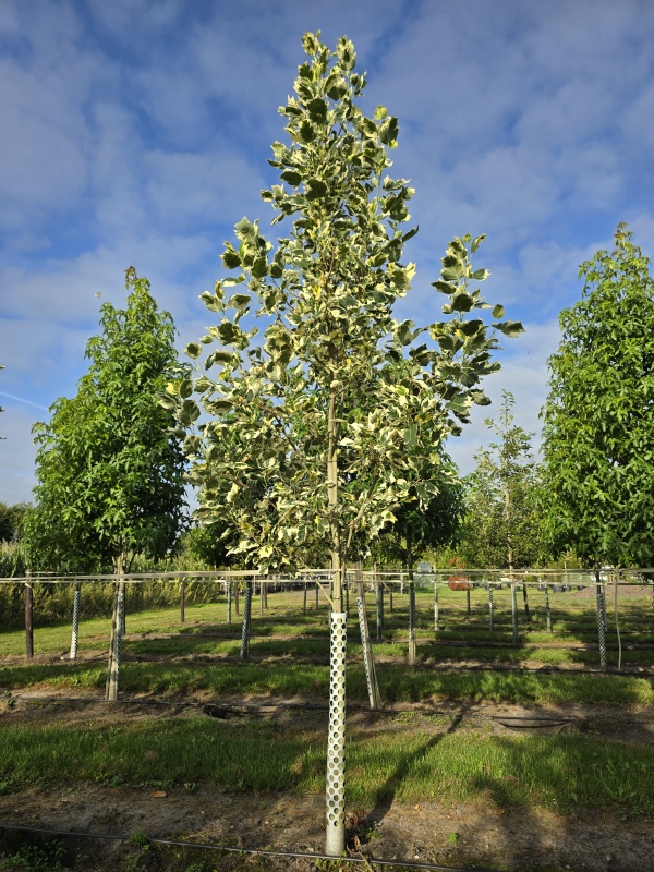 Tulpenboom 'Snowbird'