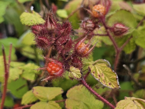 Rubus Phoenicolasius.  De aromatische kleine Japanse wijnbes in juni en juli