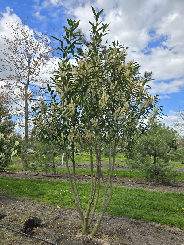 Laurierkers 'Caucasica'