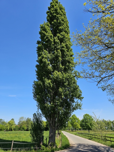 Populus nigra 'Italica'